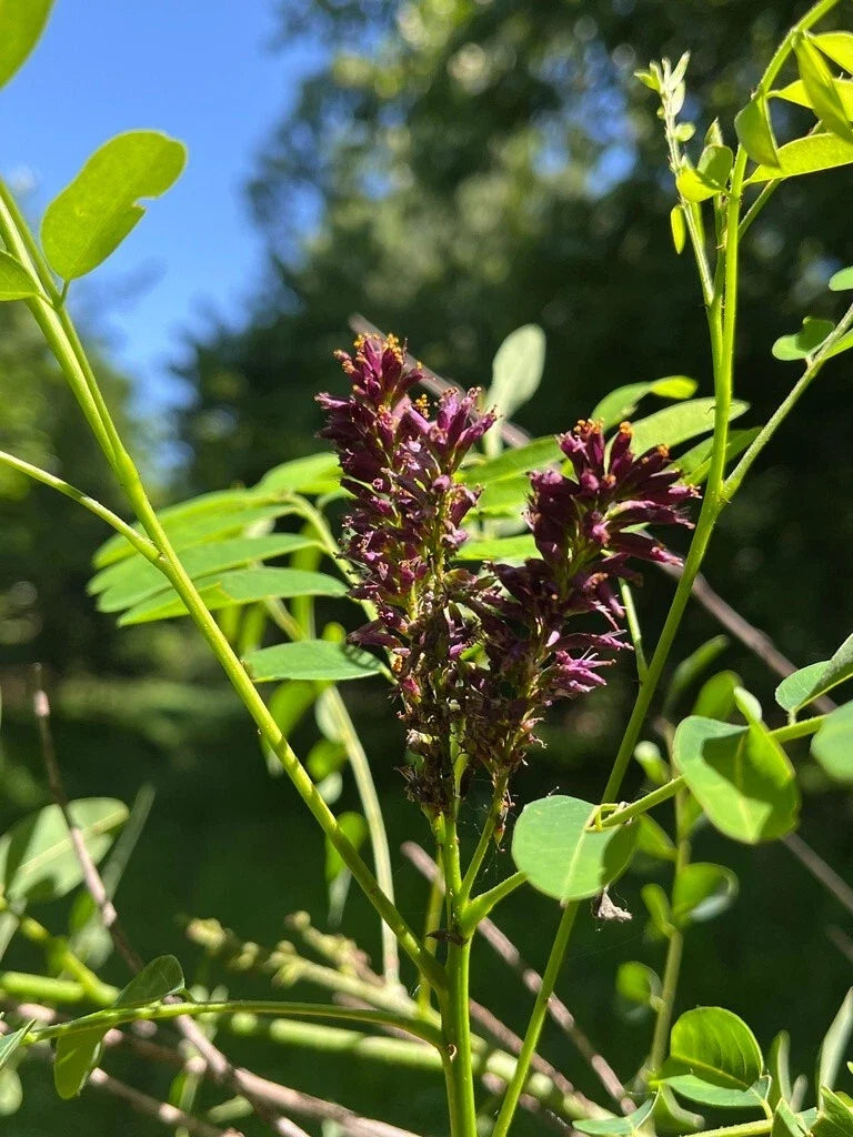 False Indigo Bush Seeds - 400+ Purple Amorpha fruticosa Perennial Shrub for Garden & Landscape