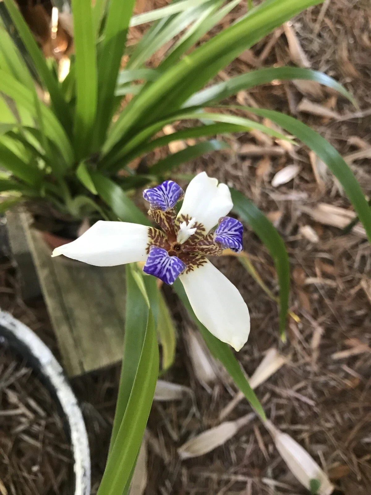 Walking Apostle Iris Plant - 2 Seedlings - White & Blue Fragrant Blooms - Iris cristata - Shade Garden Perennial