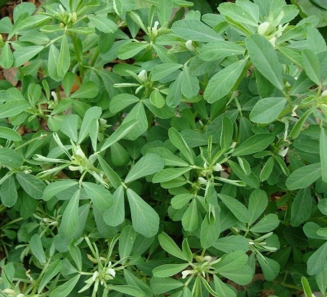 Fenugreek Seeds 100+ | Organic Non-GMO Trigonella foenum-graecum from India