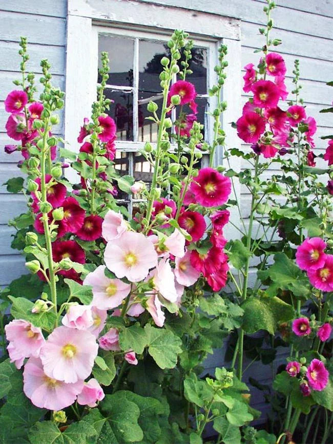 Hollyhock Seeds Packet of 50 - Alcea rosea, Fresh Crop 2025