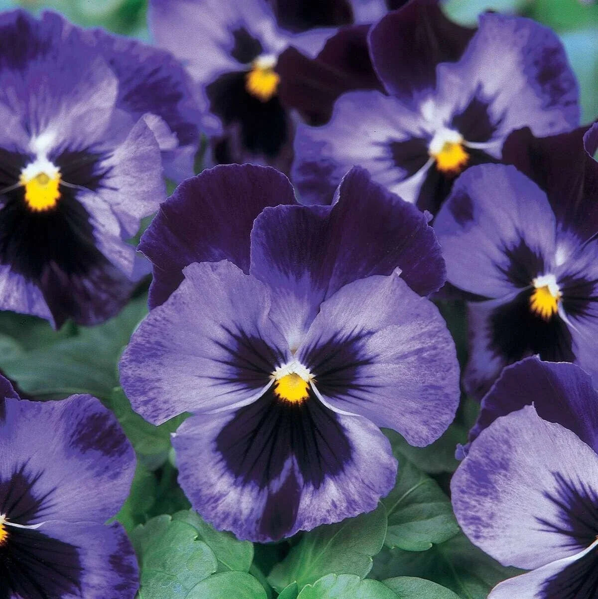 Pansy Seeds - 20+ Halloween II Black and Purple Viola tricolor for Fall Garden, Container Planting