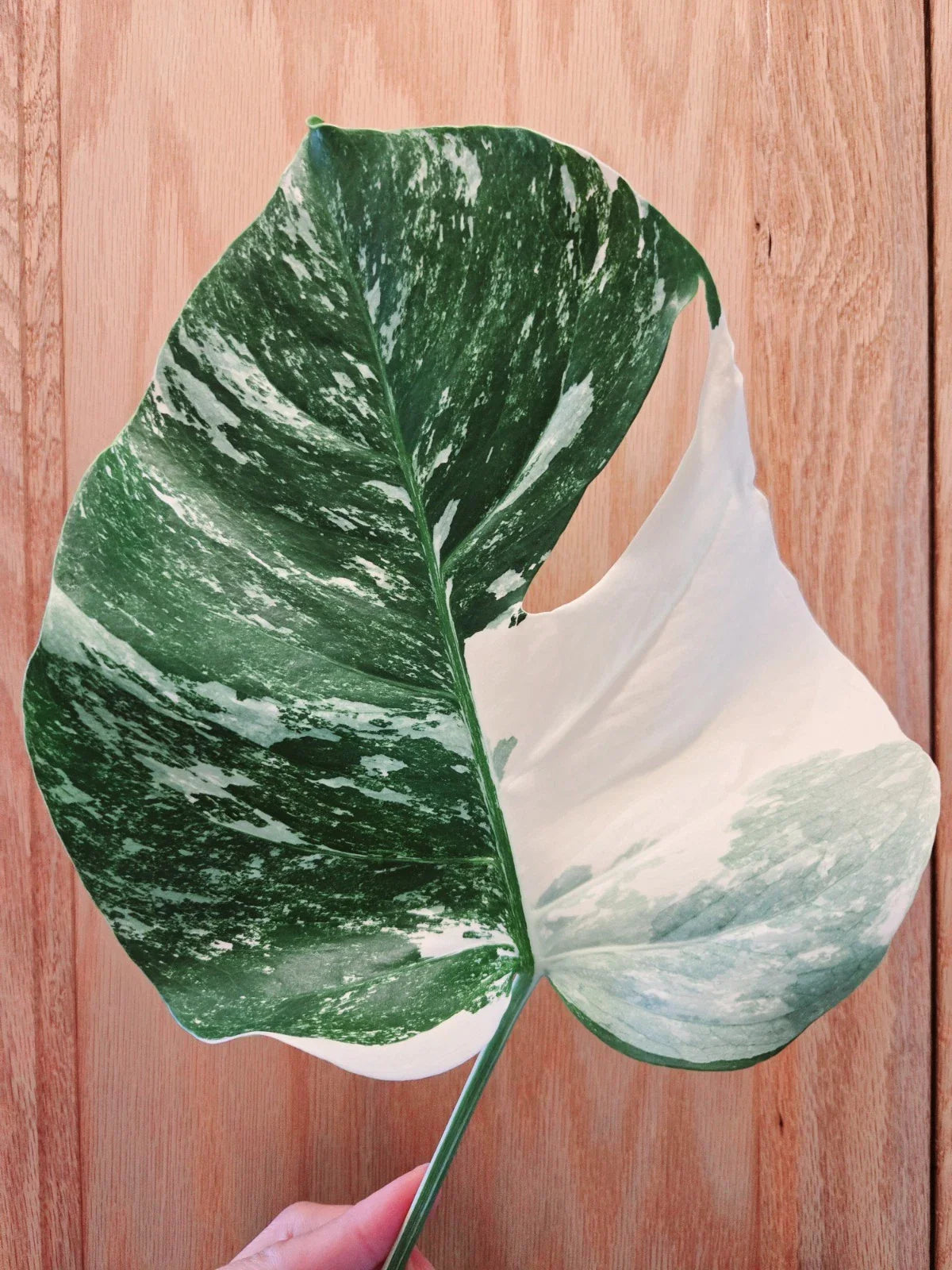 Monstera Albo Variegated Cutting - Rare Lightly Rooted Monstera deliciosa var. albo-variegata Indoor Plant