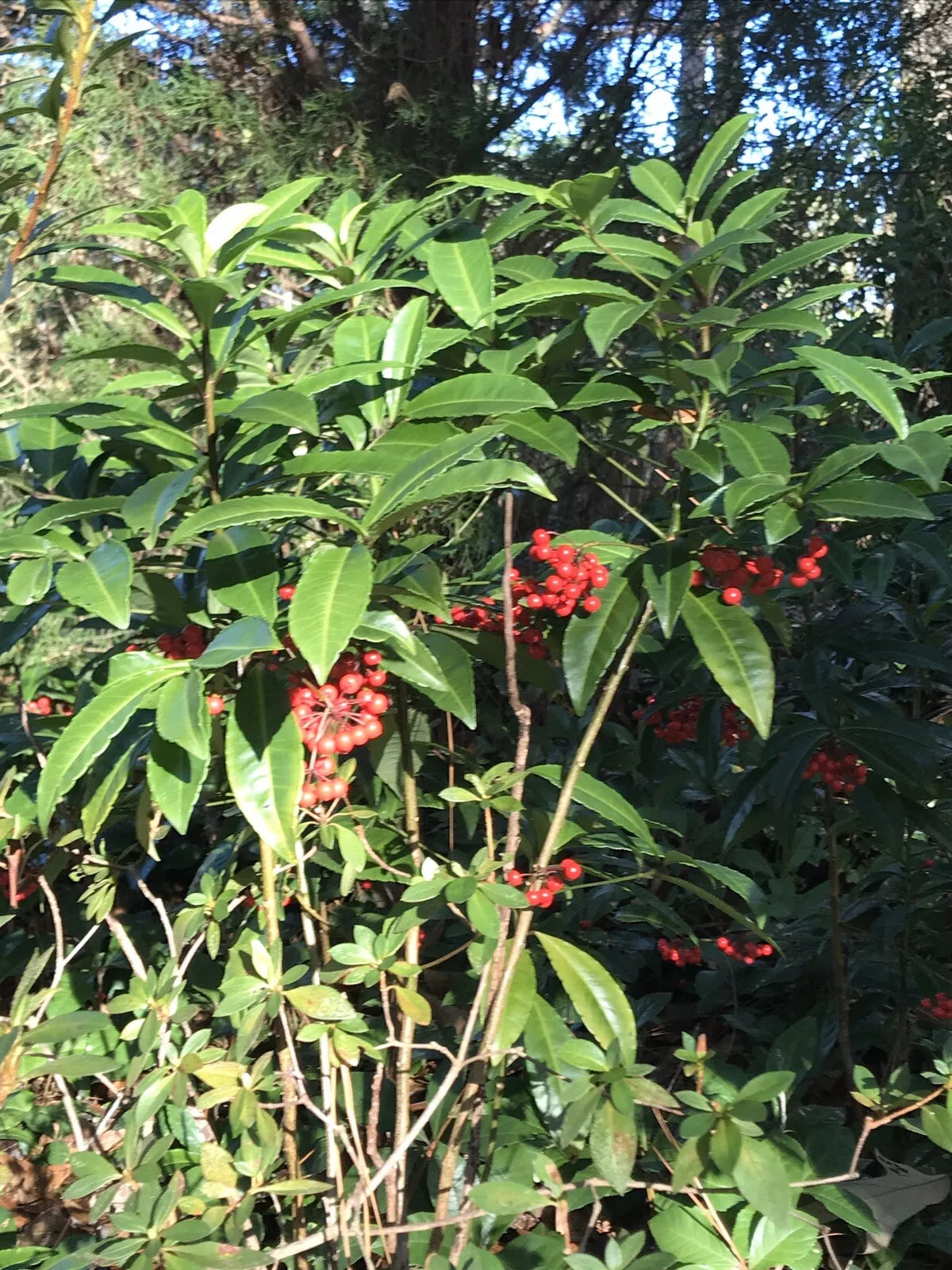 Organic Coral Berry Plant 1.5-2 Ft Tall Ardisia crenata Native Gulf Coast Red Berries Green Foliage