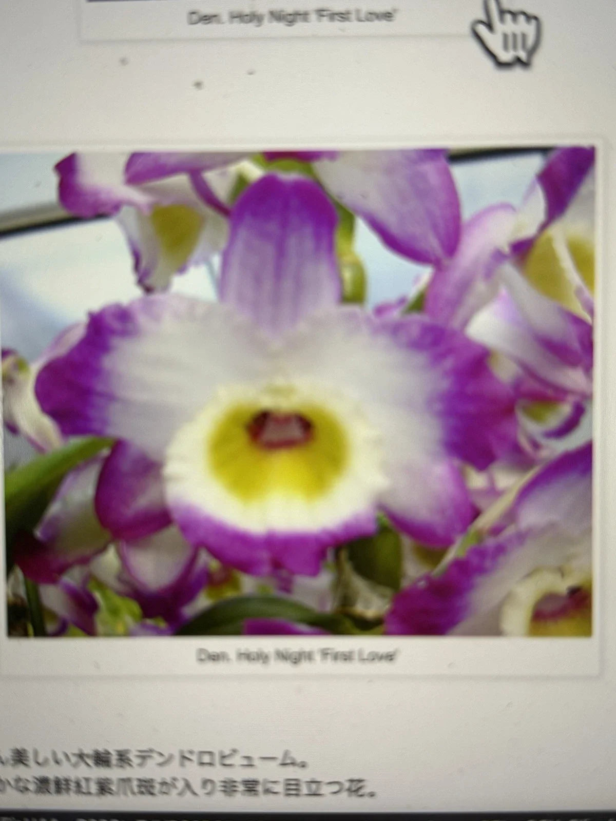 Dendrobium Orchid Plant - 1 Rooted Stem - Holy Night First Love - Exotic Flowering Houseplant - Perennial Indoor Orchid