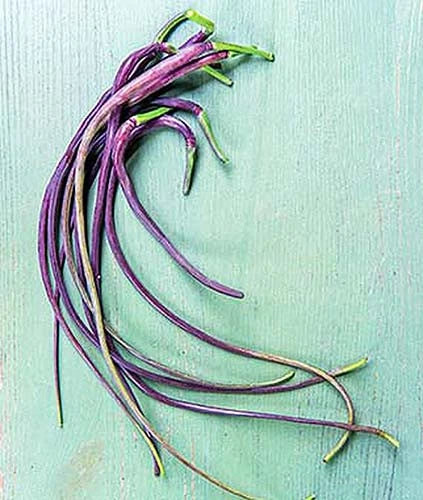 Dragon's Tail Radish Seeds - 500+ Organic Raphanus sativus for Garden