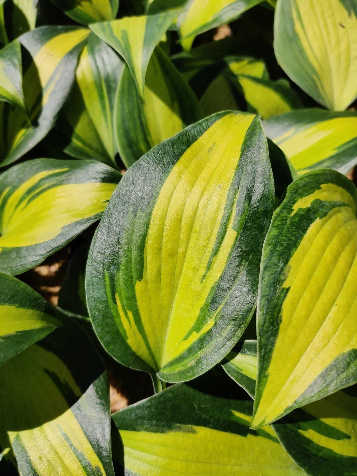 Hosta Party Popper Plant in 5.25" Pot - Colorful Shade Perennial with Multi-Colored Foliage