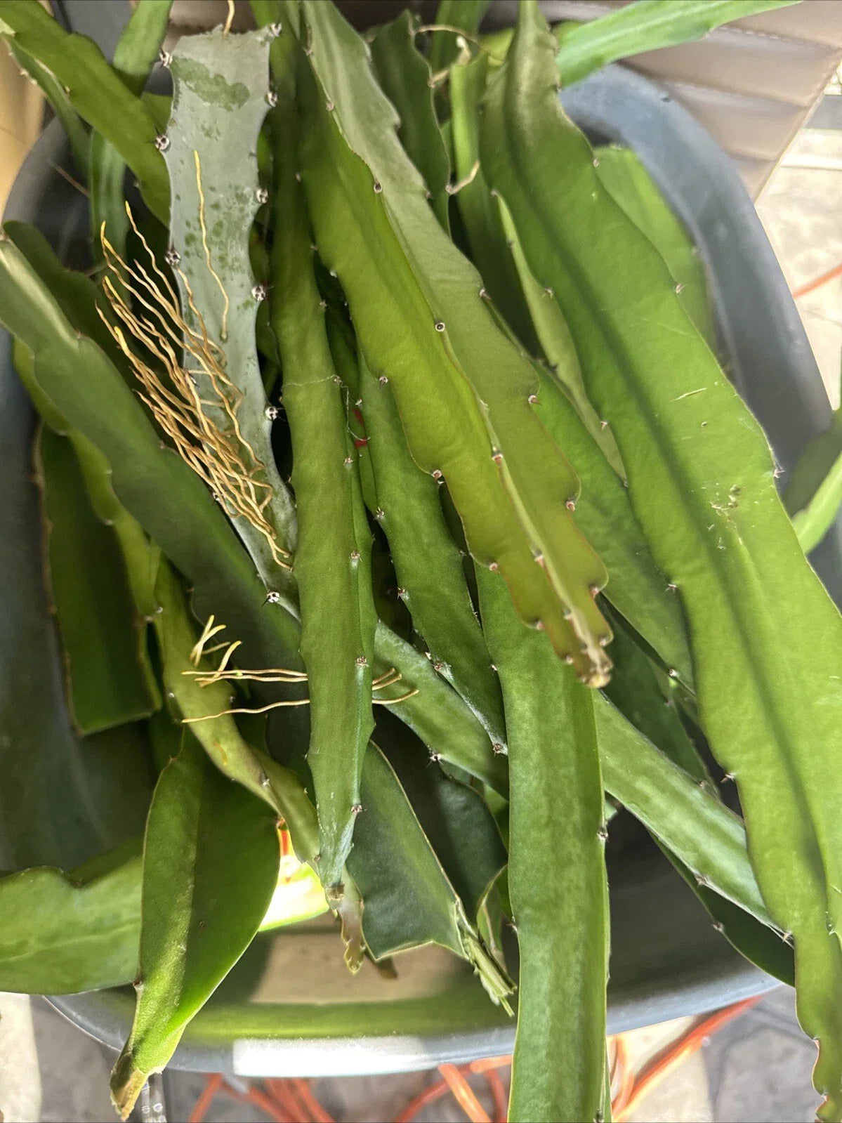 Dragon Fruit Cuttings 8-14 Inches - Hylocereus undatus Pitaya Variety for Home Gardening