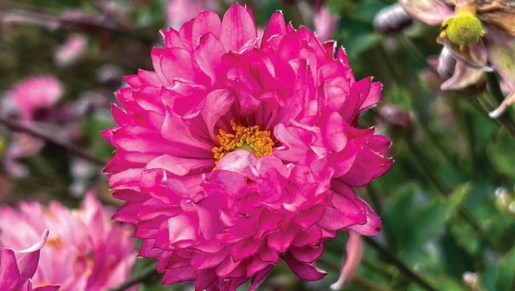 Anemone Windflower 'Puff Pink' Live Plant - Perennial with Pink Pom Pom Flowers - Anemone hupehensis in 1-Gallon Container