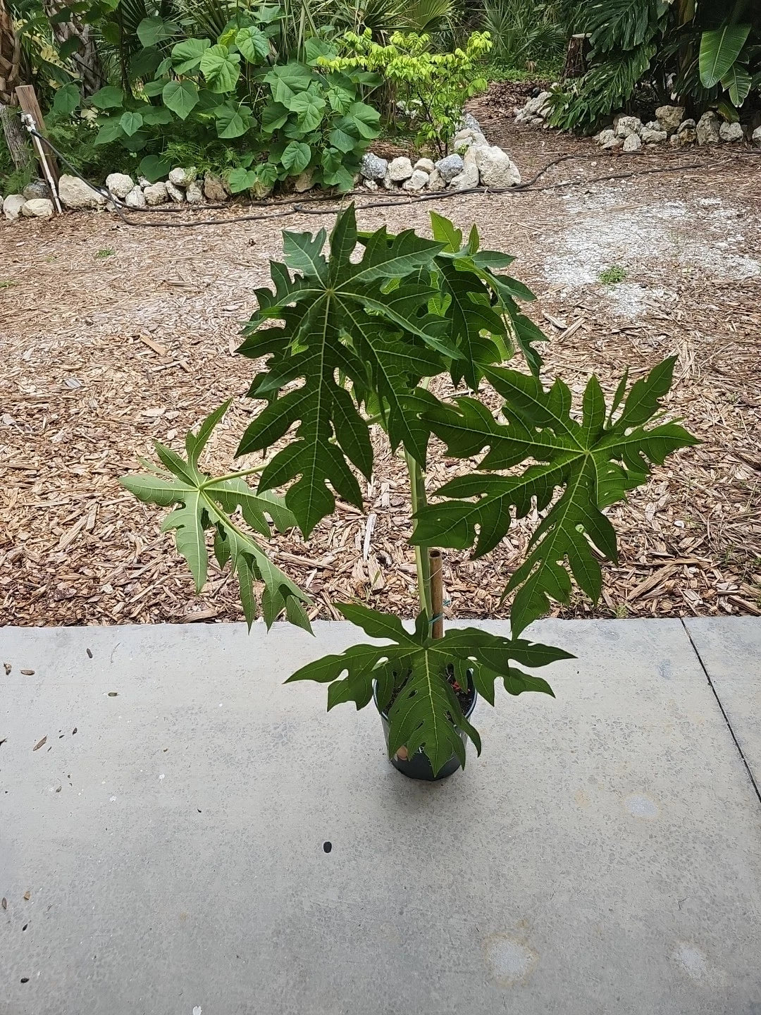Large 40" Red Lady Papaya Tree Live Plant - Fast Growing Tropical Fruit Tree, Florida Grown