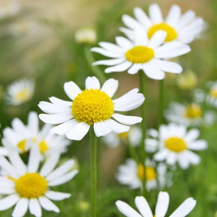 German Chamomile Seeds NON-GMO Herbal Tea Matricaria chamomilla Free Shipping