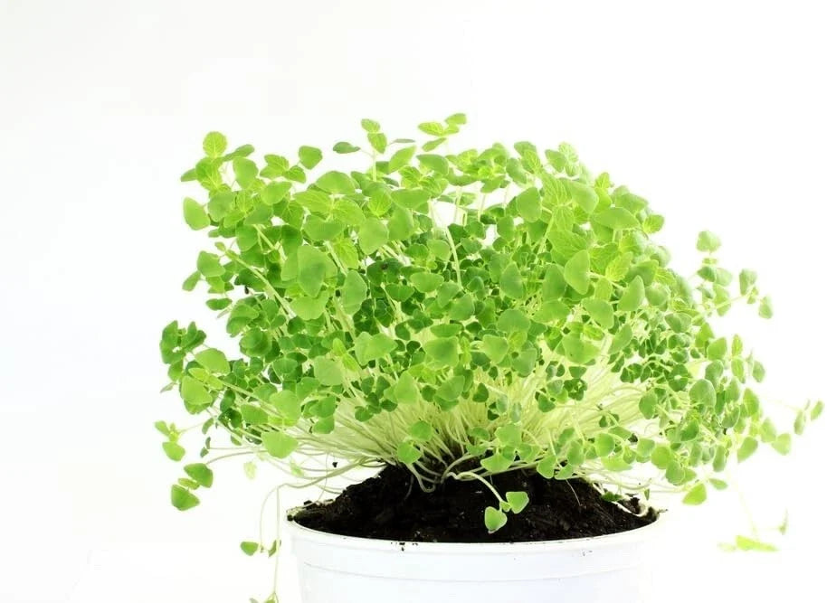 Chia Seeds for Planting - Microgreens Variety - Organic Non-GMO Salvia hispanica - Healthy Superfood Gardening Seeds
