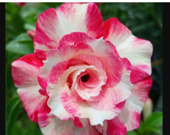 Desert Rose Plant - Small Rooted Seedling - Pink Adenium Obesum - Indoor Outdoor Garden Plant