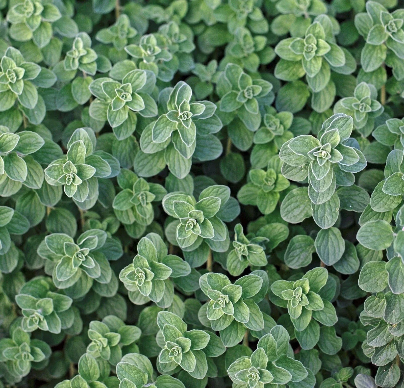 Greek Oregano Seeds 1000+ Count, Aromatic Herb for Cooking & Pollinator Garden, Origanum vulgare