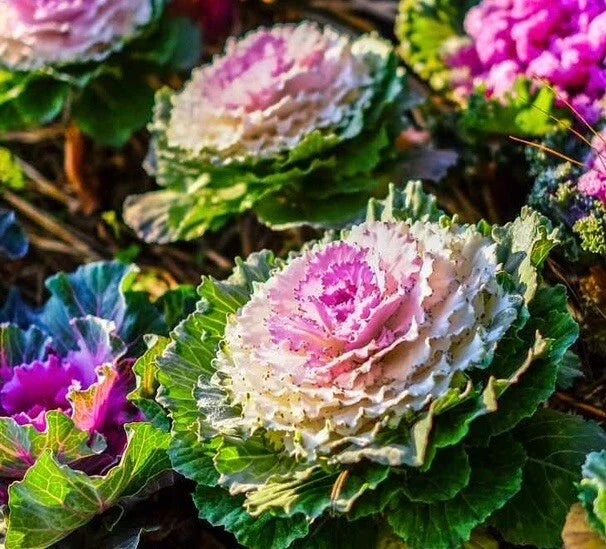 Non-GMO Ornamental Kale Seeds Brassica Oleracea for Gardens, Borders & Containers, Vibrant Colors, Easy to Grow