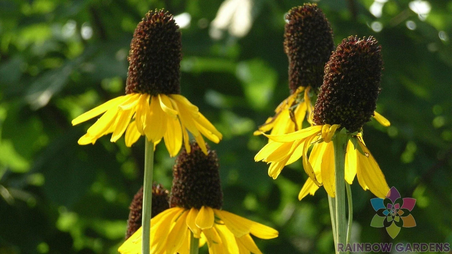 Giant Coneflower Seeds - Rudbeckia hirta - 200+ Premium Garden Seeds for Borders & Cut Flowers