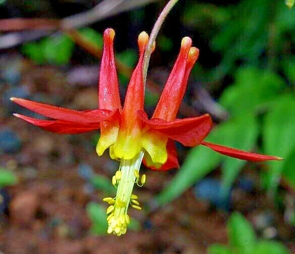 Western Red Columbine Seeds - Aquilegia formosa, 201 Non-GMO Seeds, Native Wildflower for Garden, Attracts Hummingbirds