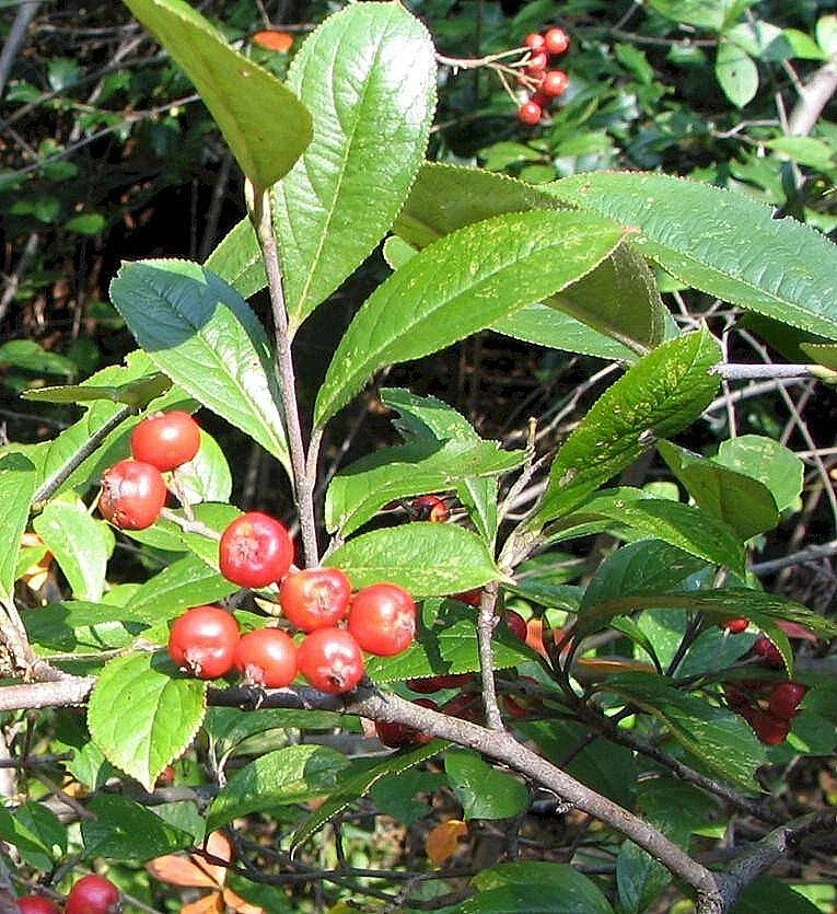 Red Chokeberry Seeds - 30 Pack, Aronia arbutifolia, Edible Berries, Ornamental Shrub for Gardens and Landscaping