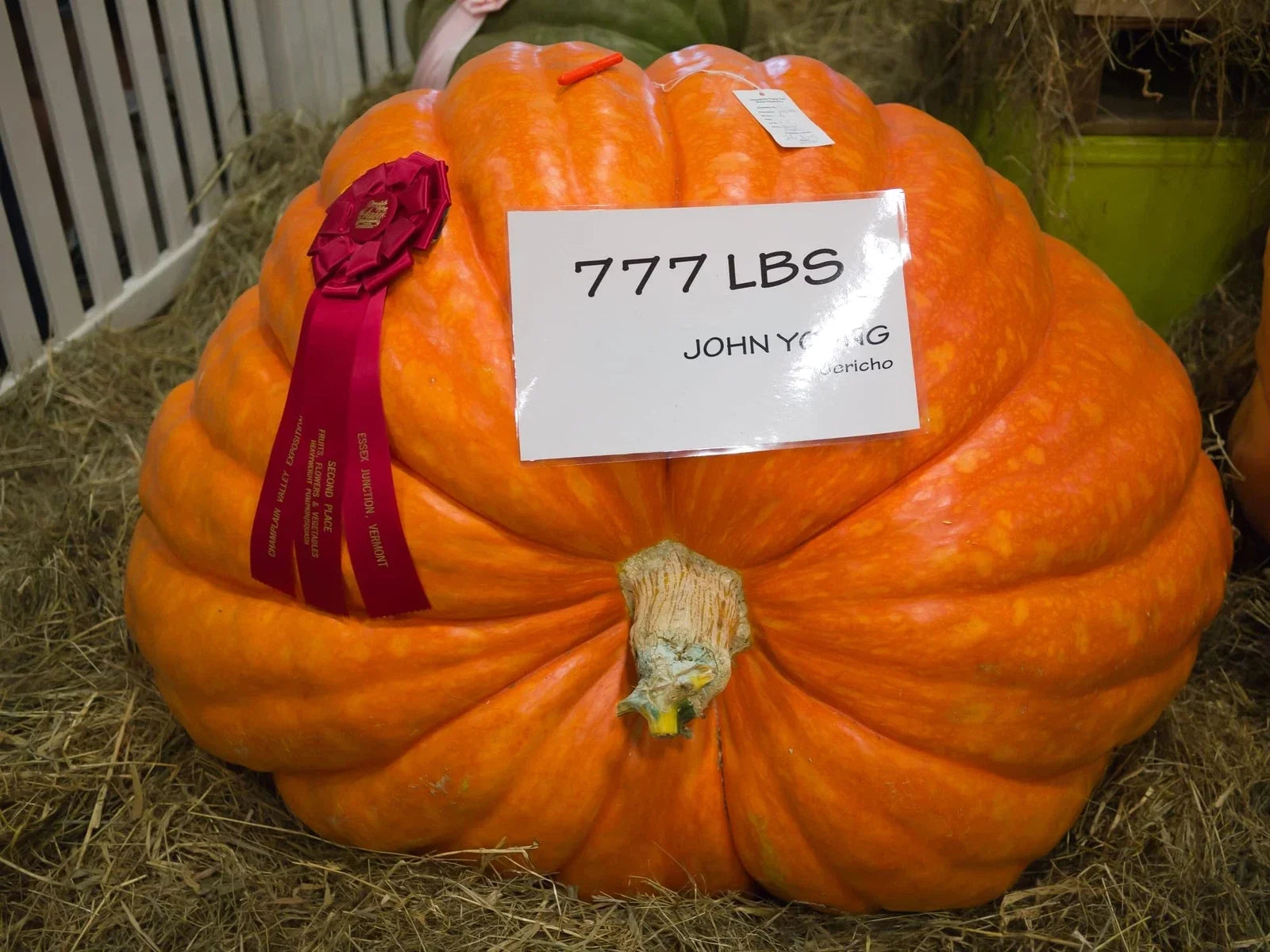 Colossal Pumpkin Seeds 15 Pack - Cinderella Variety Cucurbita maxima for Giant Pumpkins and Fall Decorations