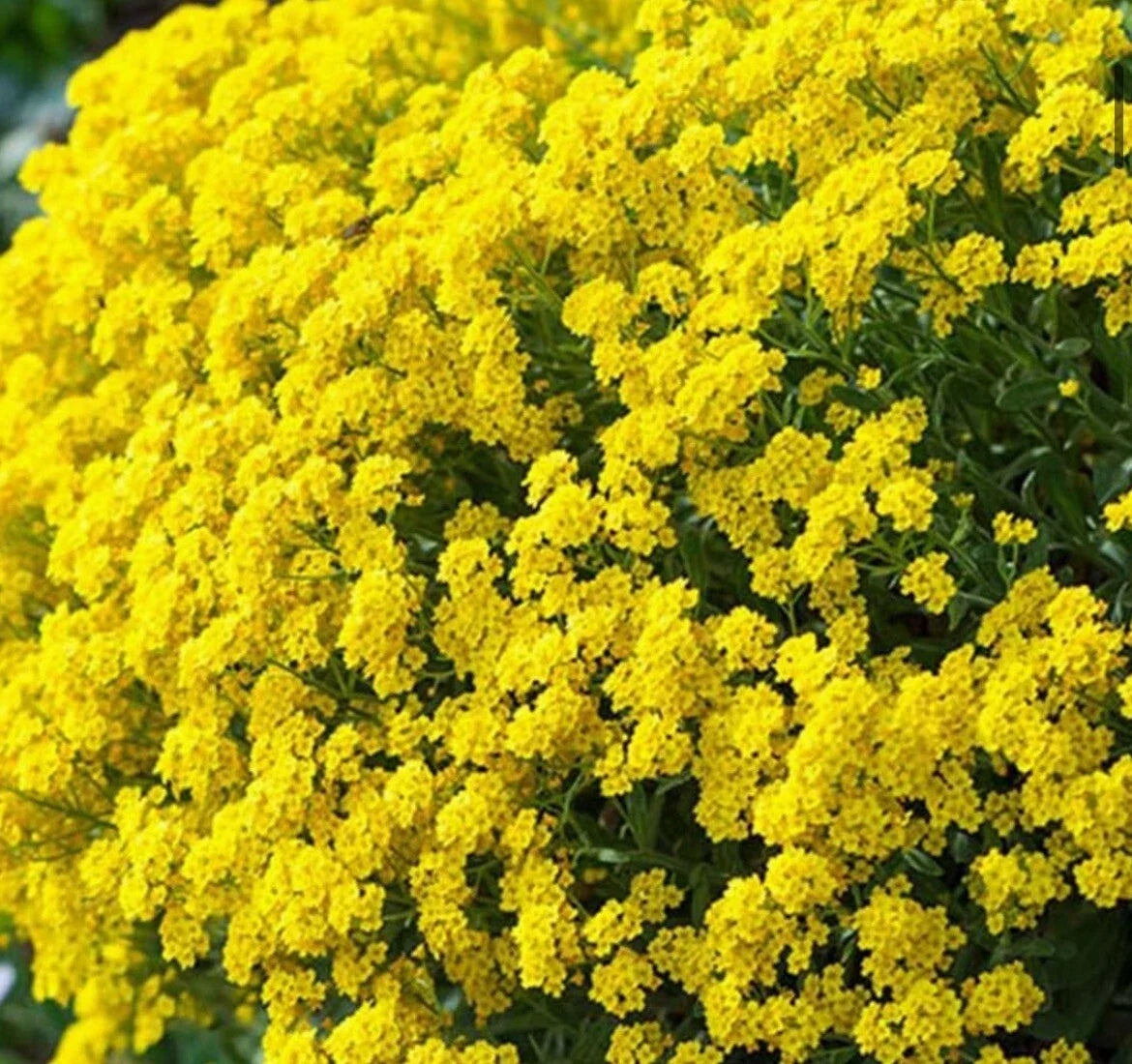 Alyssum Basket of Gold Seeds - Low-Growing Yellow Flowers - Lobularia maritima - Pack of 200+ Seeds for Borders & Containers