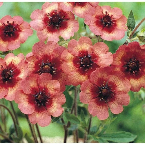Potentilla fruticosa 'Melton Fire' Seeds – 1000 Deep Pink Flowers, Perennial Ground Cover, Attracts Pollinators