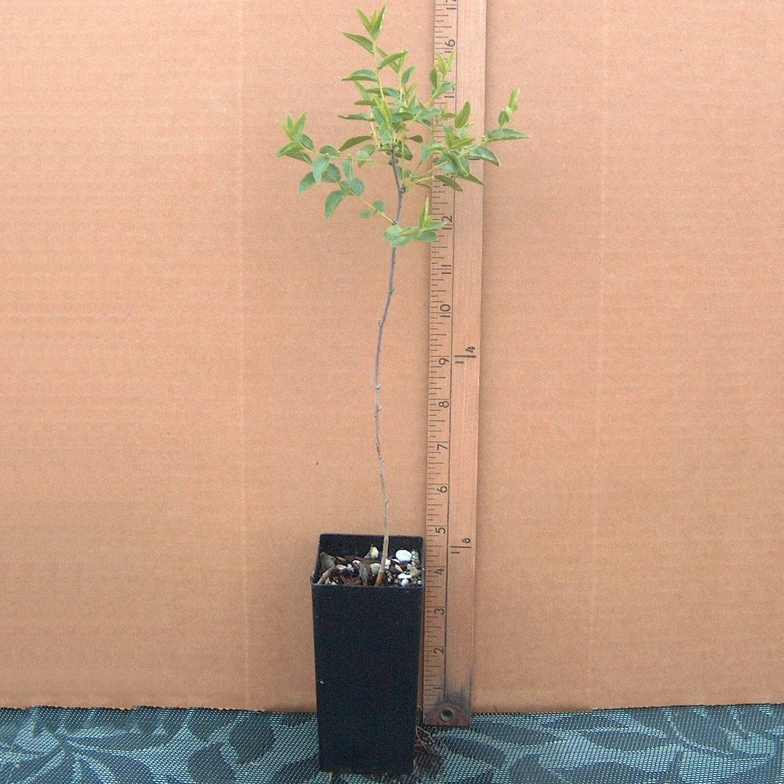 Sour Jujube Rootstock Small Tree for Grafting - Ziziphus jujuba, Fruit Production, Potted Plant