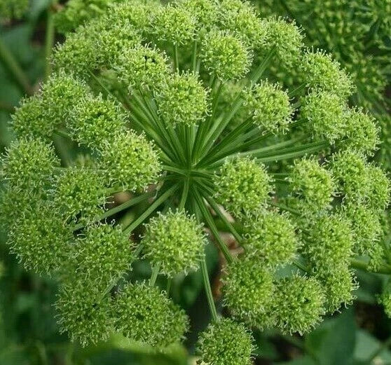 Angelica Seeds 100+ | Archangelica Herb Garden Seeds for Culinary Use