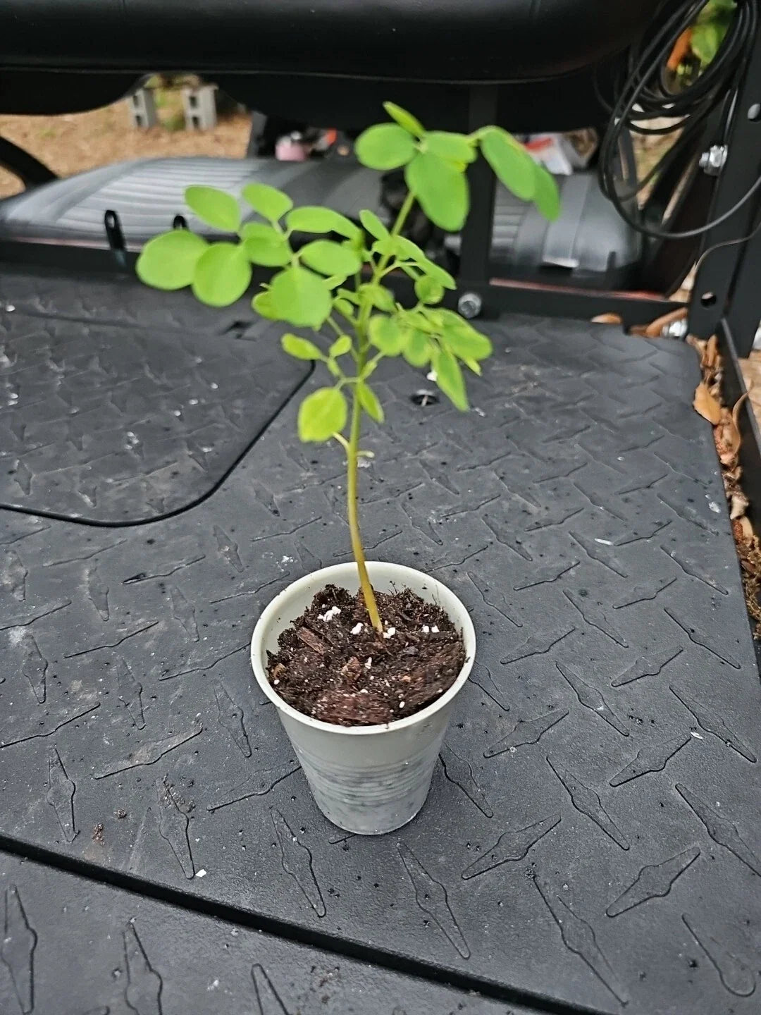 Moringa Oleifera Live Plant 8" Tree of Life with 2 Seeds, Fast-Growing, Nutrient-Rich, Indoor/Outdoor, Non-GMO
