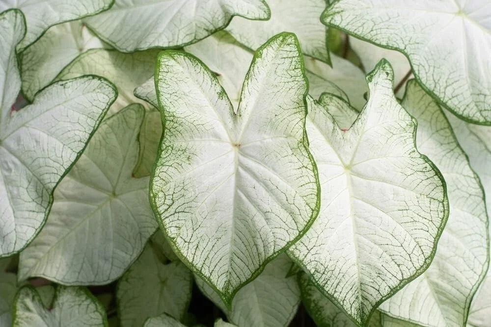 White Caladium Bulb for Planting - Indoor/Outdoor, Caladium bicolor, Easy to Grow, Heart-Shaped Foliage