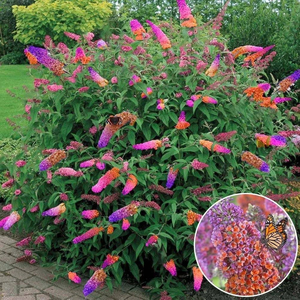 Bicolor Butterfly Bush Live Plant – Buddleia x weyeriana 'Bicolor' – Fragrant Yellow Lavender Blooms, Butterfly & Hummingbird Attractant