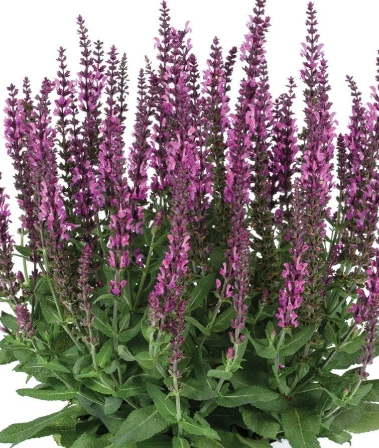 Apex Pink Salvia Plant - 1 Gallon - Pink Flowering Perennial - Salvia splendens - Full Sun, Drought Tolerant