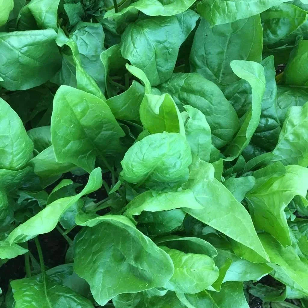 Viroflay Spinach Seeds - Monstrueux de Viroflay Non-GMO Heirloom Variety
