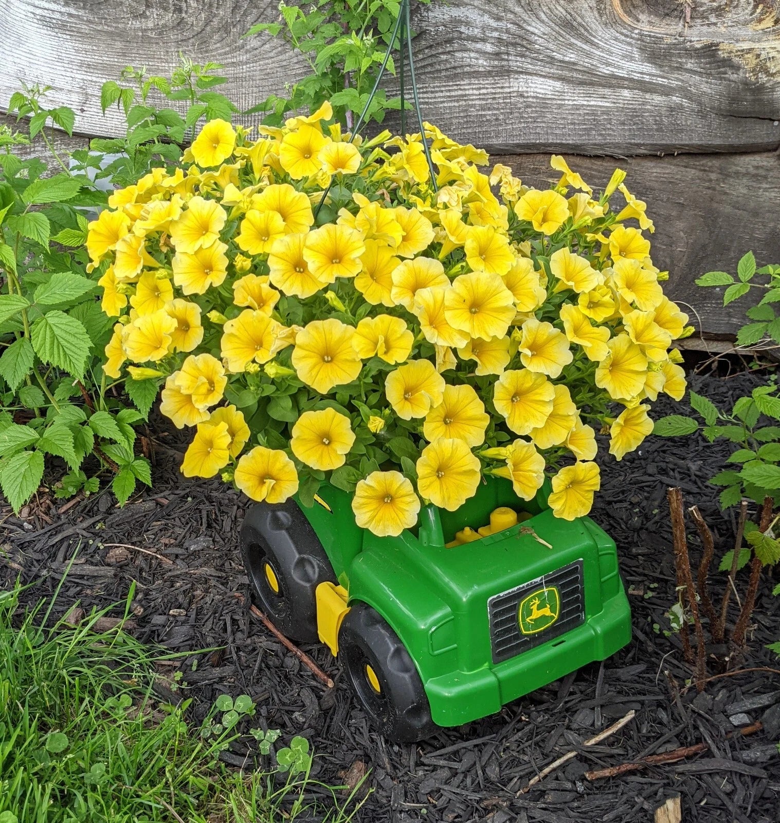Petchoa Caliburst Yellow Plants Plugs - 10 Baby Hybrid Annuals for Garden & Containers