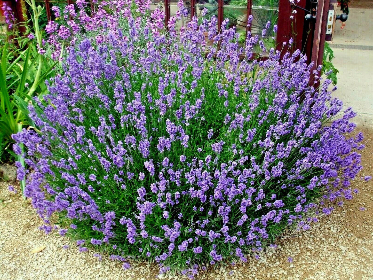 Organic Lavender Seeds - 300+ True English Lavender (Lavandula angustifolia) for Fragrant Herbs, Oils, Dried Arrangements, Natural Repellent