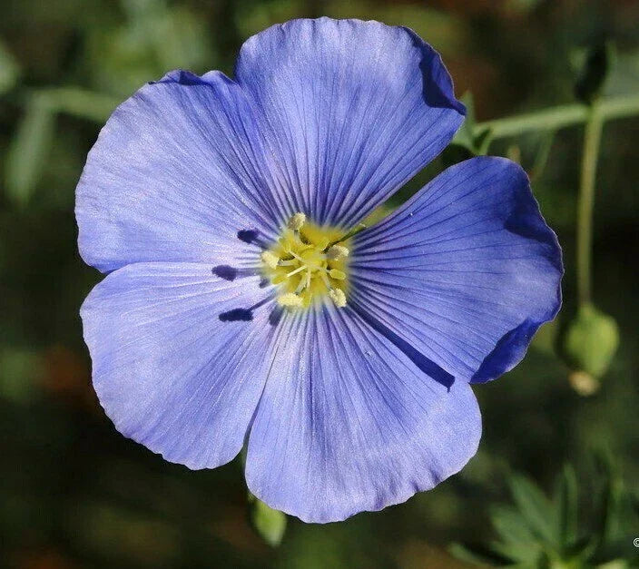 Blue Flax Seeds 500+ Linum perenne - Non-GMO Ornamental Flower, Drought-Resistant