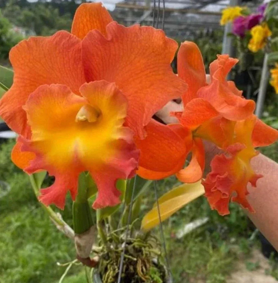 Rlc Star Of Siam Cattleya Orchid Plant in 4.5" Pot - Near Blooming Size