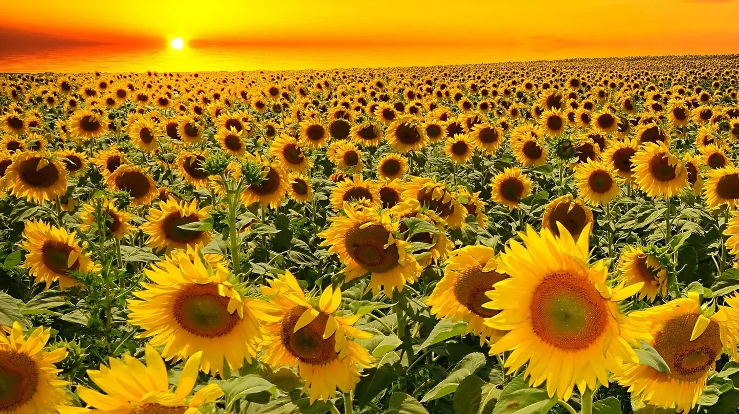 Dwarf Grey Stripe Sunflower Seeds - 100 Pack - Helianthus annuus - Compact, Birdwatching Favorite, Easy to Grow