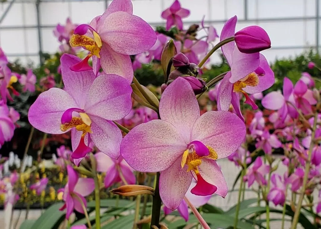 Spathoglottis Harmony Orchid Plant 3" Pot Rooted Terrestrial with Purple and White Flowers