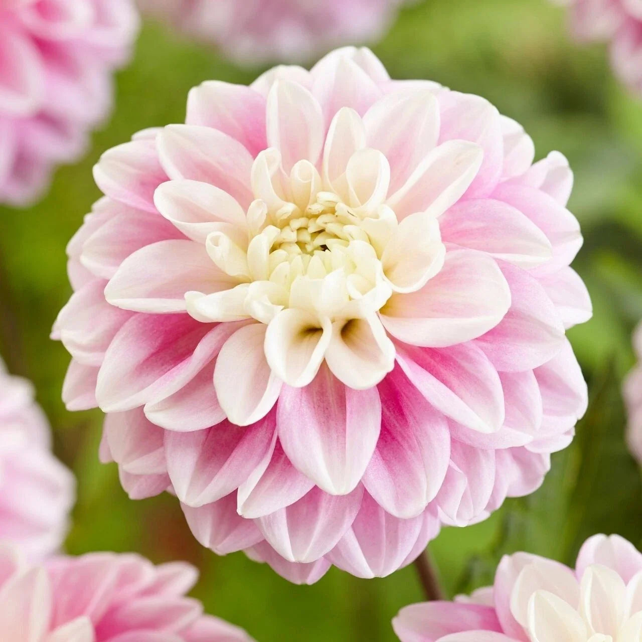 Fluffles Dahlia Seeds - 25 Flowering Perennial Seeds for Gardens, Borders & Containers - Dahlia pinnata