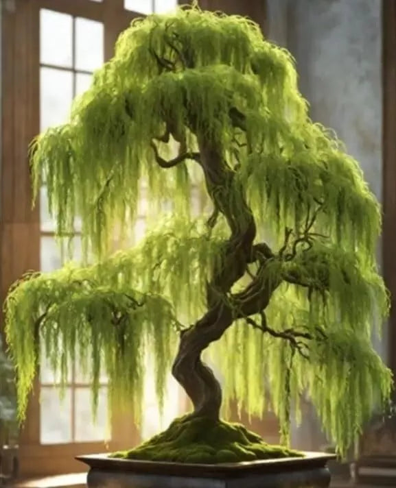 Unrooted Hey Dina Willow Bonsai Cutting - Fast Growing Indoor Outdoor Salix babylonica 'Nana'