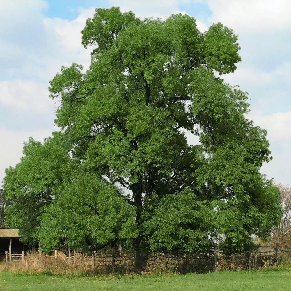 Black Walnut Tree Live Plant 8-16 Inches Bare Root Juglans nigra Edible Nuts Hardy Tree Zones 5-9