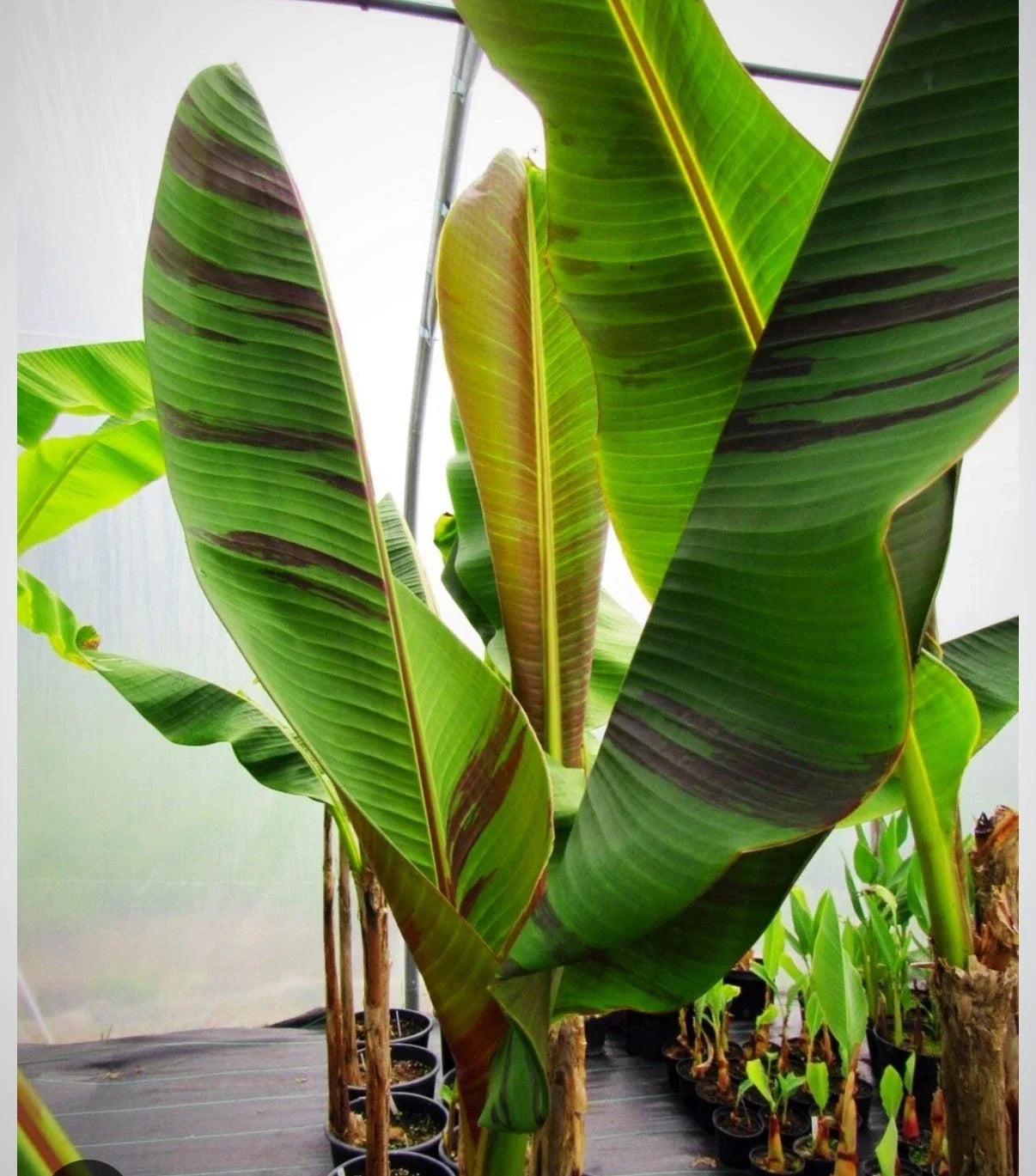 Bordelone Banana Plant Live Rooted Plug - Edible Musa acuminata var. Bordelone for Indoor & Outdoor Gardens