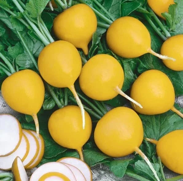 Golden Helios Radish Seeds - Non-GMO, Heirloom, Fast-Growing Raphanus sativus, 200 Seeds for Salad and Garden