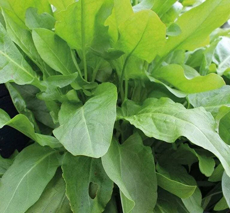 625 Seeds Large Leaf Sorrel Perennial Herb (Rumex acetosa) - Lemony Flavor Culinary Herb
