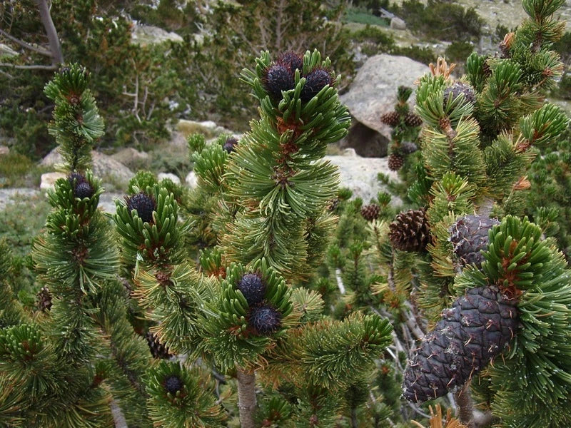 Bristlecone Pine Tree Seeds Pack of 15 | Drought-Resistant Conifer | Pinus aristata for Landscaping & Gardens