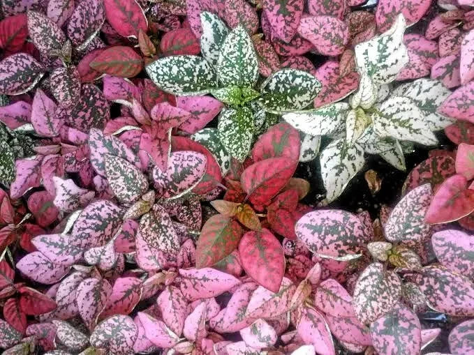 Polkadot Plant Seeds Mix – Hypoestes phyllostachya – Colorful Indoor Garden Seeds – 25 Seeds for Spotted Foliage