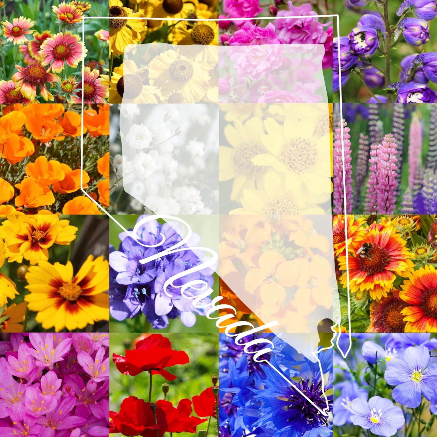 Wildflower Seed Mix 1/2 Pound Northern Nevada Native Wildflowers for Pollinator Gardens & Natural Landscapes