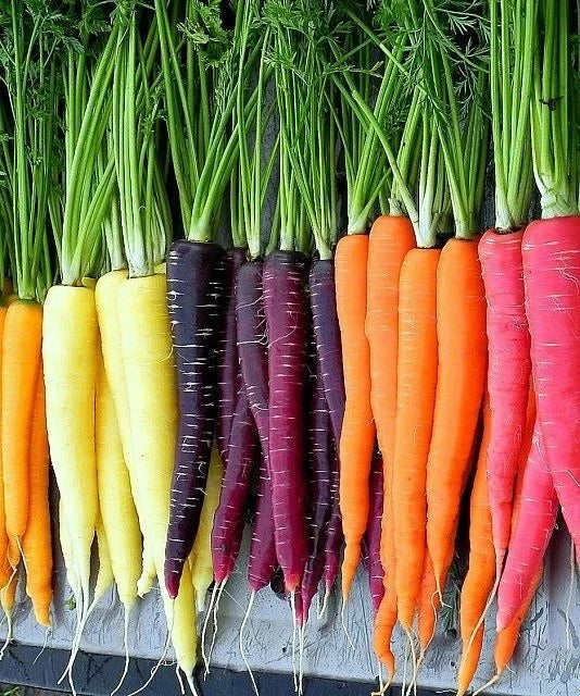 Rainbow Carrot Seeds Mix - Colorful NON-GMO Daucus carota Vegetable Seeds for Garden & Container Planting