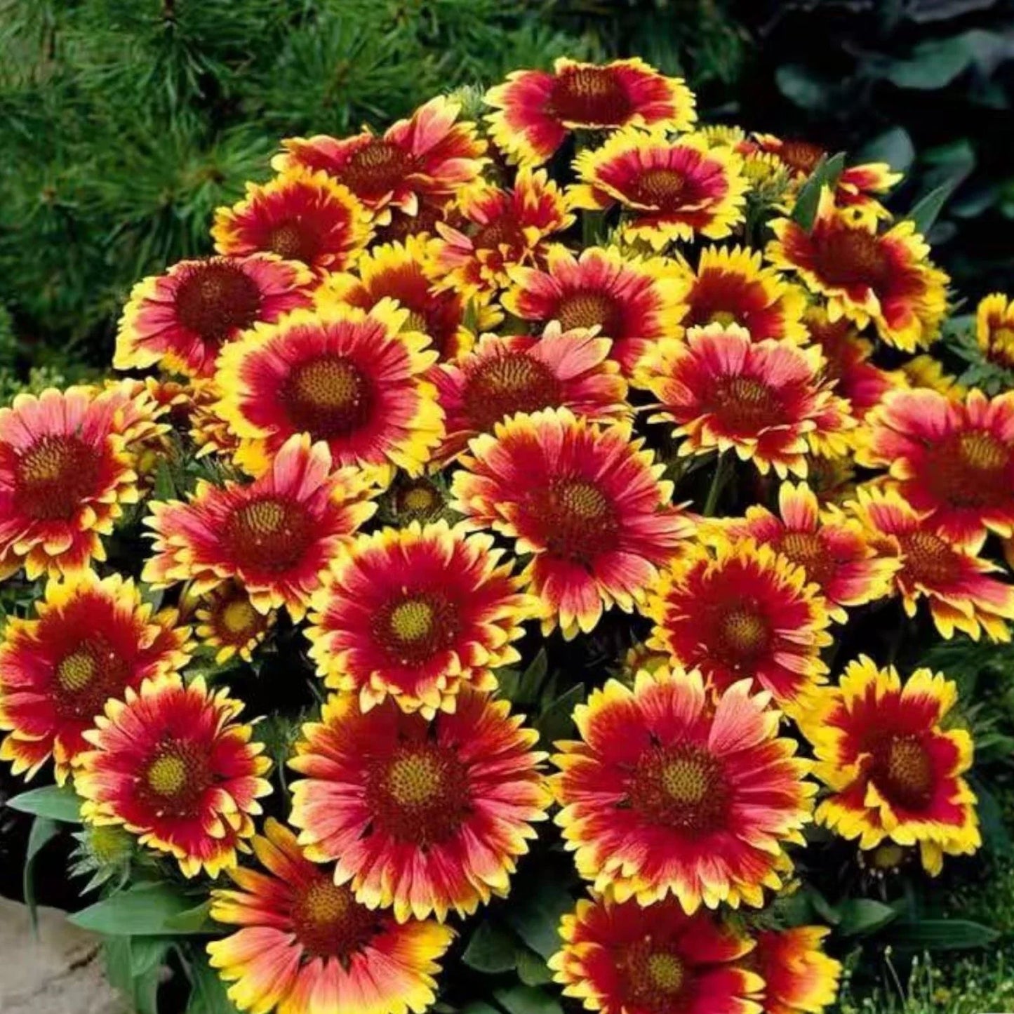 Gaillardia Flower Seeds - 100 Pack Bright Blanket Flowers for Vibrant Summer Blooms, Drought-Tolerant, Attracts Pollinators, Perennial