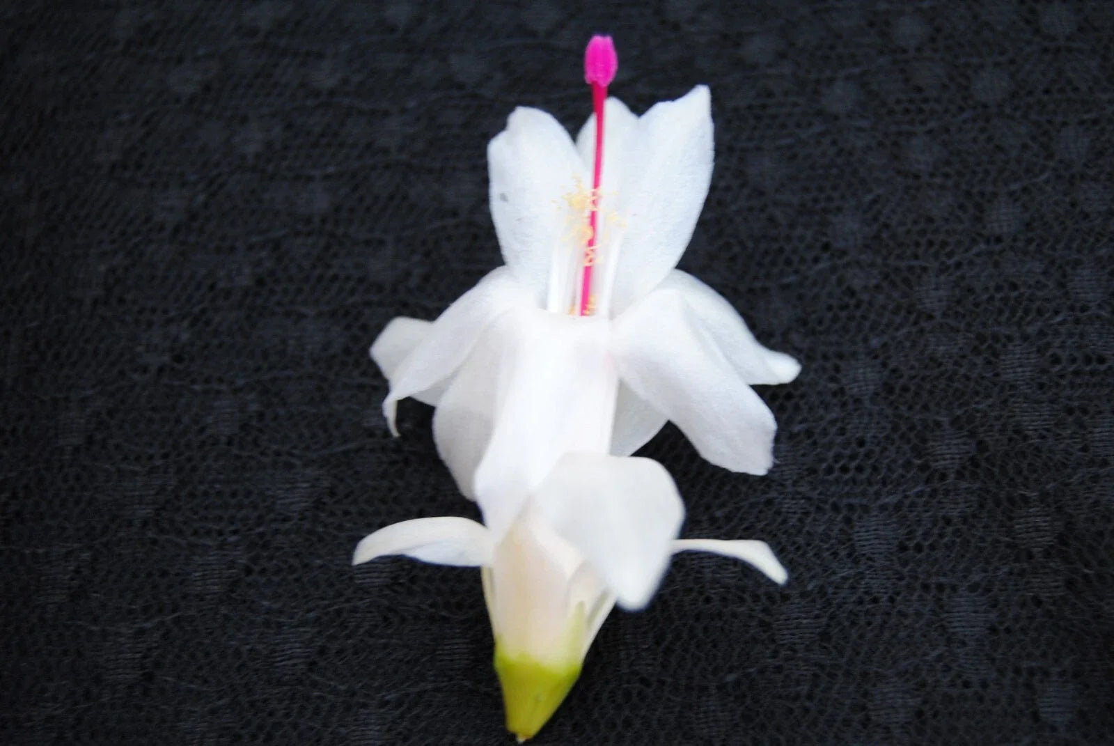 Christmas Cactus Starter Plant - Polar Dancer Schlumbergera truncata - Well-Rooted Indoor Plant for Holiday Decor