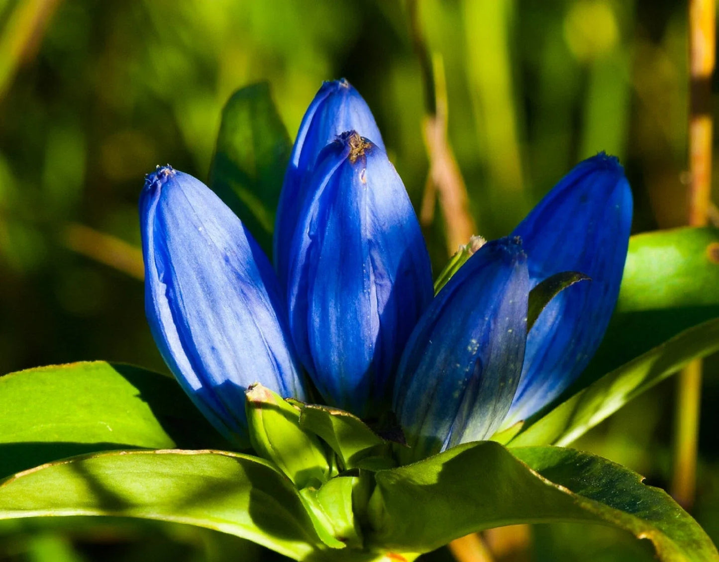 Blue Bottle Gentian Seeds - 200+ Gentiana andrewsii Wildflower Seeds for Perennial Garden, Blue Flowers, Pollinator Attractant